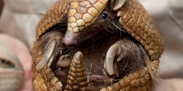 5 Hewan Paling Malas di Dunia