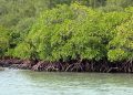 Perlindungan Mangrove Semakin Mendesak Dilakukan Pemerintah